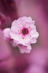 鲜花