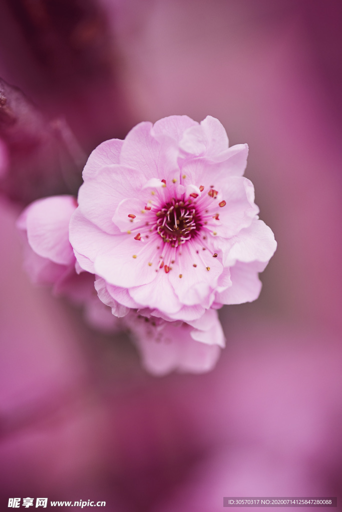 鲜花