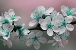 鲜花
