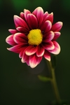 鲜花