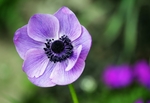 鲜花