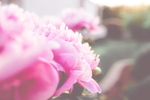鲜花