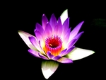 鲜花