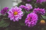 鲜花