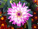 鲜花