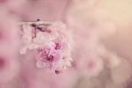 鲜花