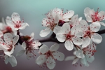 鲜花