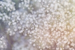 鲜花