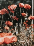 鲜花