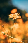 鲜花