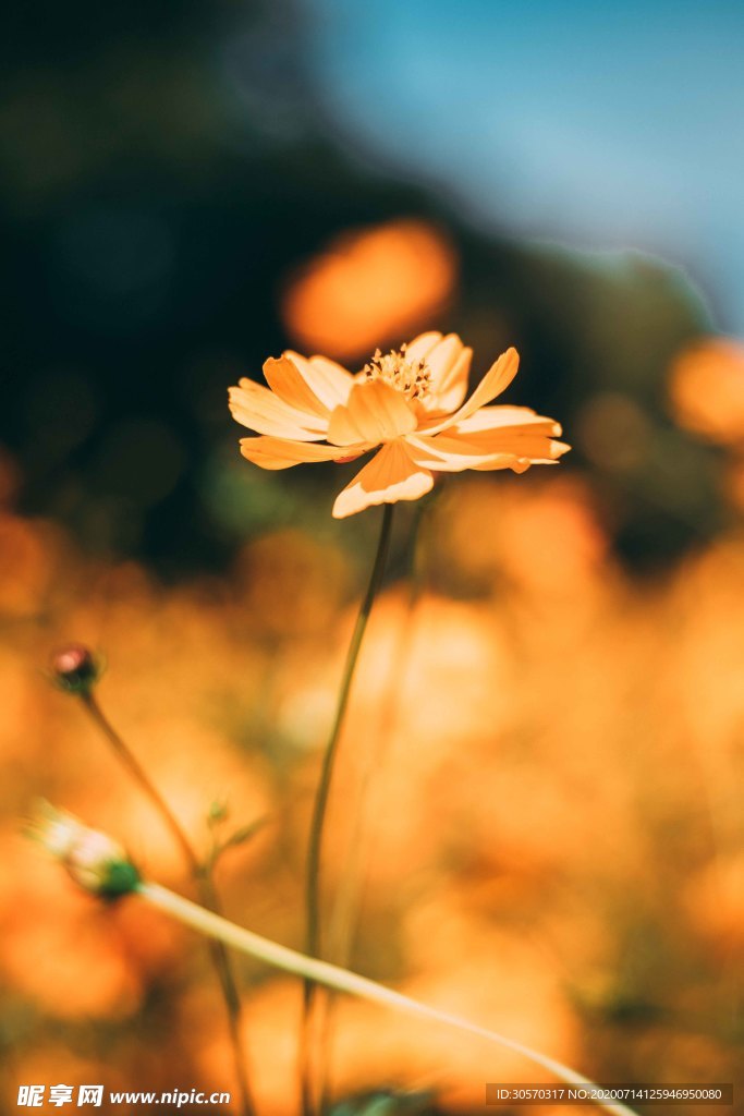 鲜花