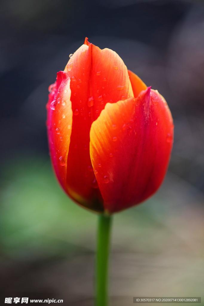 鲜花