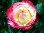 鲜花