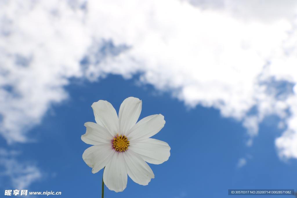 鲜花