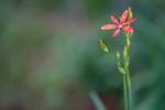 鲜花