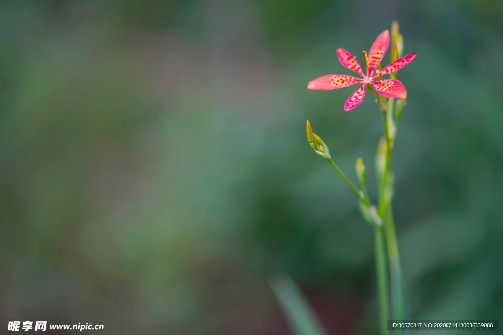 鲜花