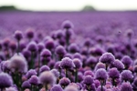 鲜花