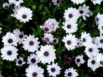 鲜花