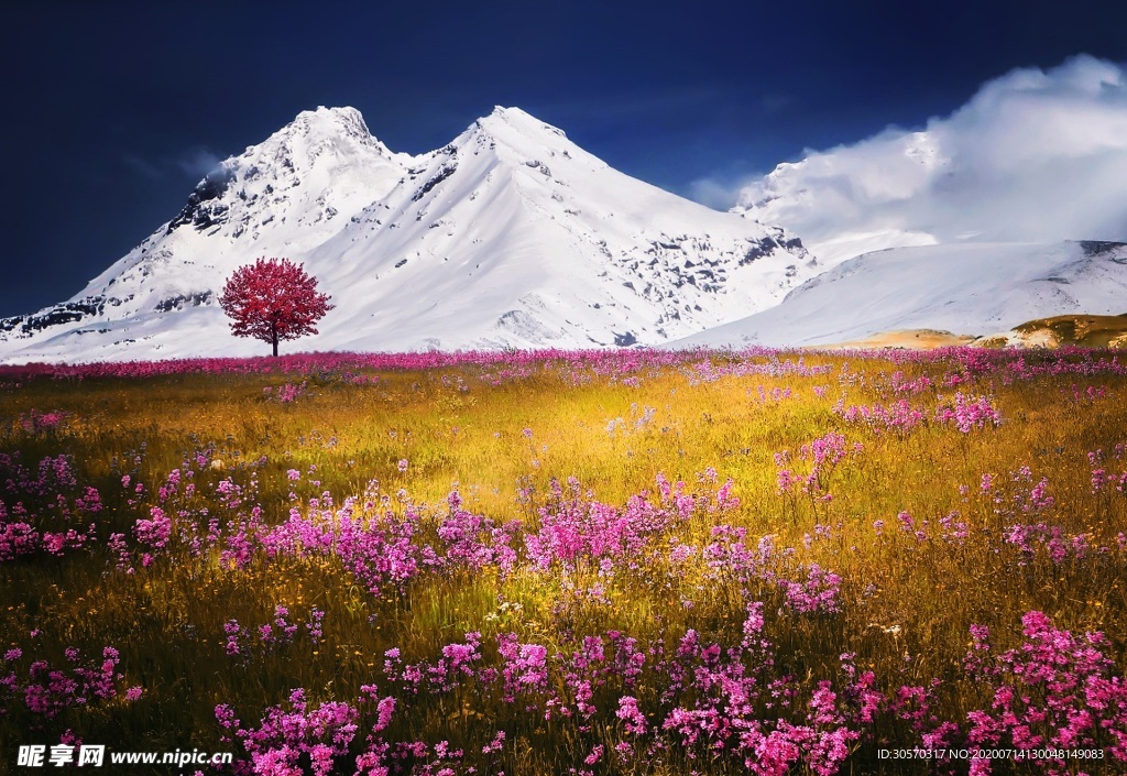 鲜花