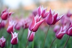 鲜花