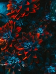 鲜花