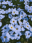 鲜花