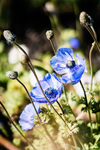 鲜花