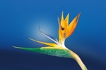 鲜花