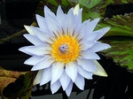 鲜花