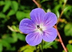 鲜花