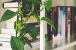 植物