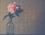 鲜花