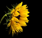 鲜花