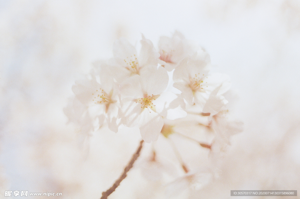 鲜花