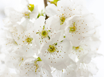 鲜花