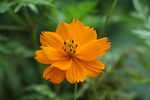 鲜花