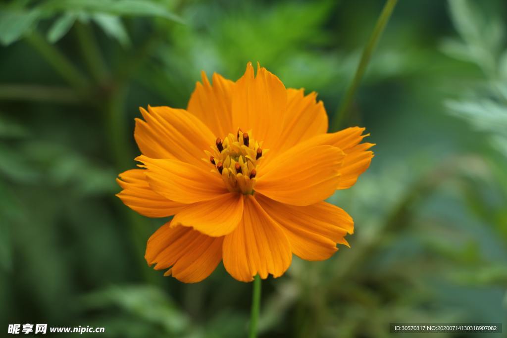 鲜花
