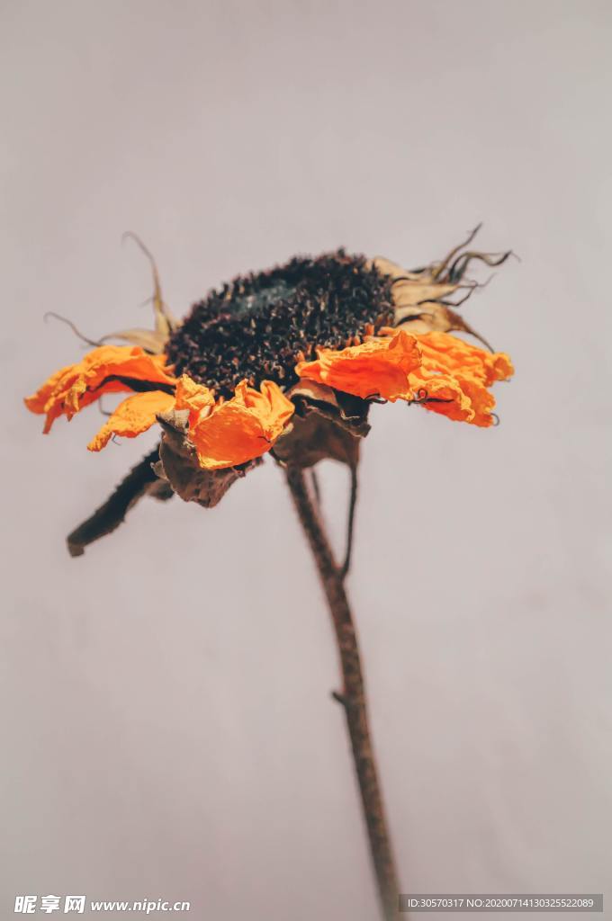 鲜花