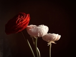 鲜花