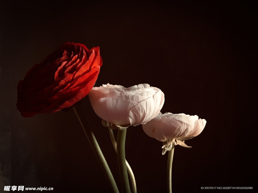 鲜花