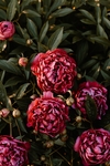 鲜花
