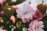 鲜花