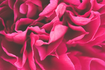 鲜花