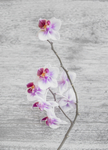 鲜花