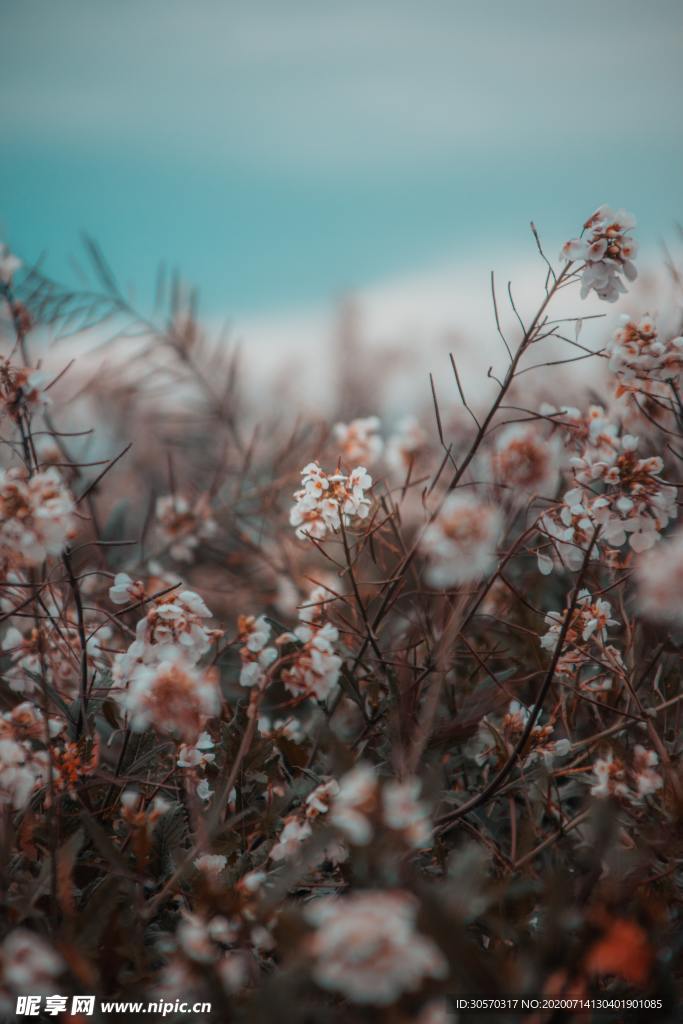 鲜花