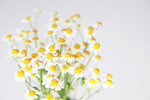 鲜花