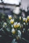 鲜花