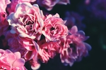 鲜花