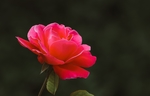 鲜花