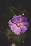 鲜花